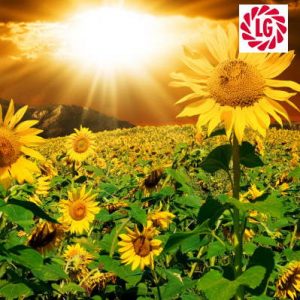 Насіння соняшнику ЛГ 5478