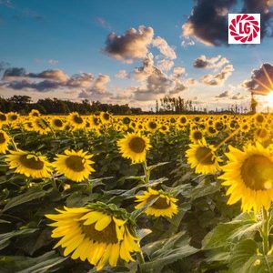 Насіння соняшнику ЛГ 58630 КЛ