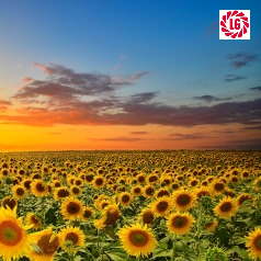 Насіння соняшнику ЛГ 50455 КЛП