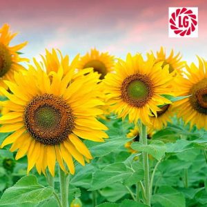 Насіння соняшнику ЛГ 50639 SX