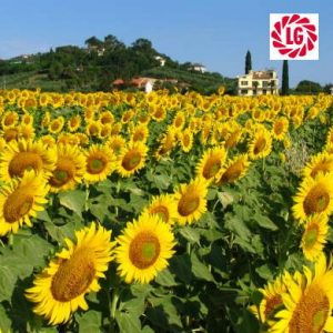 Насіння соняшнику ЛГ 50450