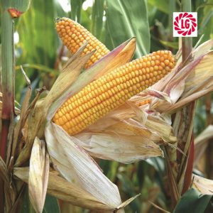 Насіння кукурудзи Адевей