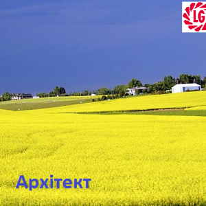 Насіння ріпаку Архітект