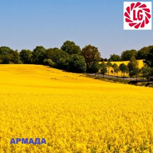 Насіння ріпаку Армада
